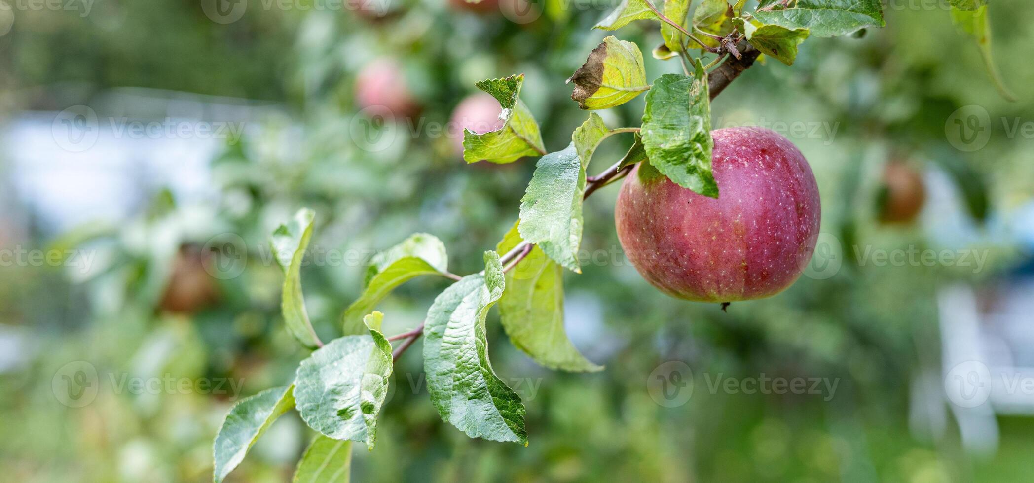 Bountiful apple tree laden with ripe apples. The branches are heavy with fruit, and the green leaves create a lush backdrop. photo