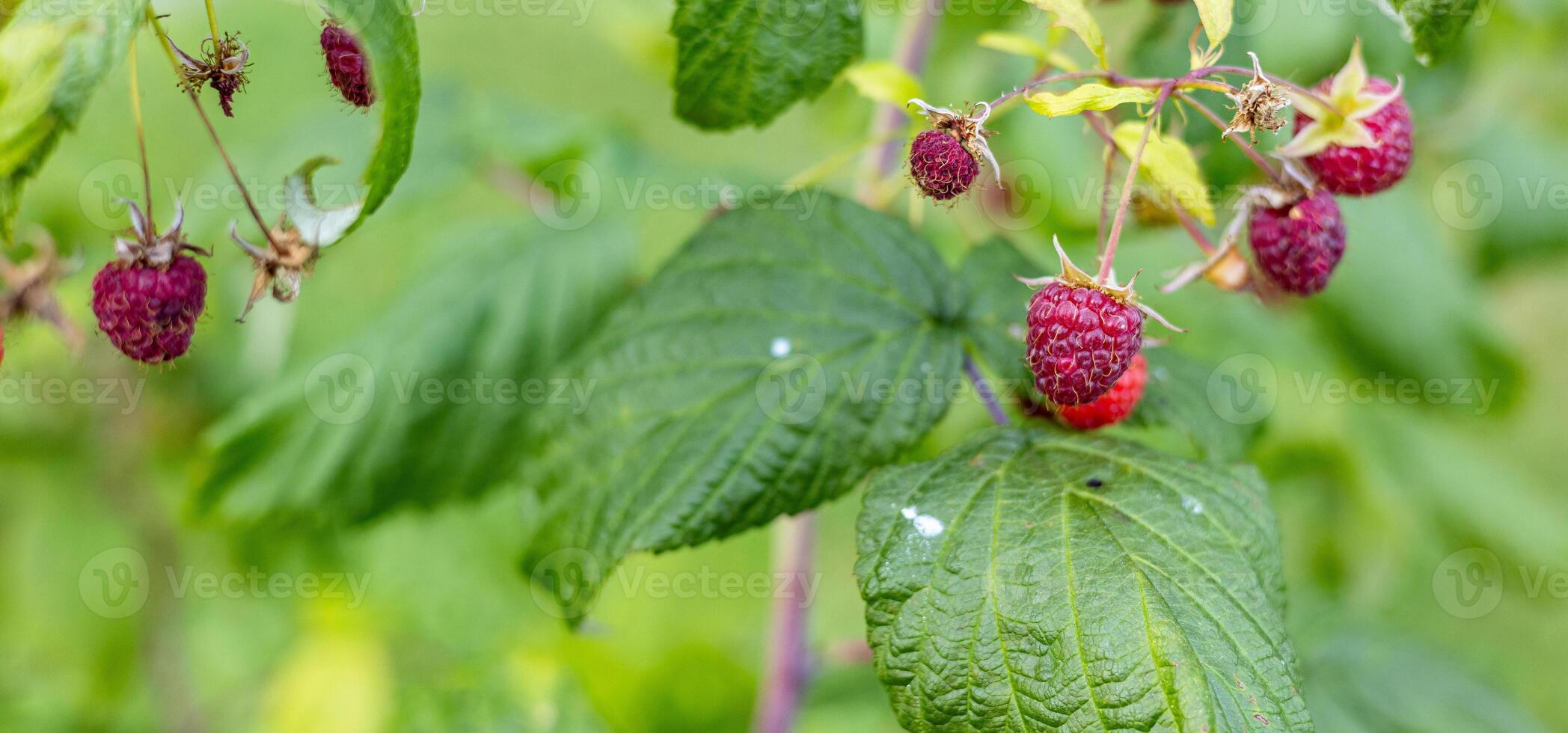 Close-up of a raspberry plant with ripe and unripe berries. Raspberries begin to redden as they ripen on a branch. The background is blurred. photo