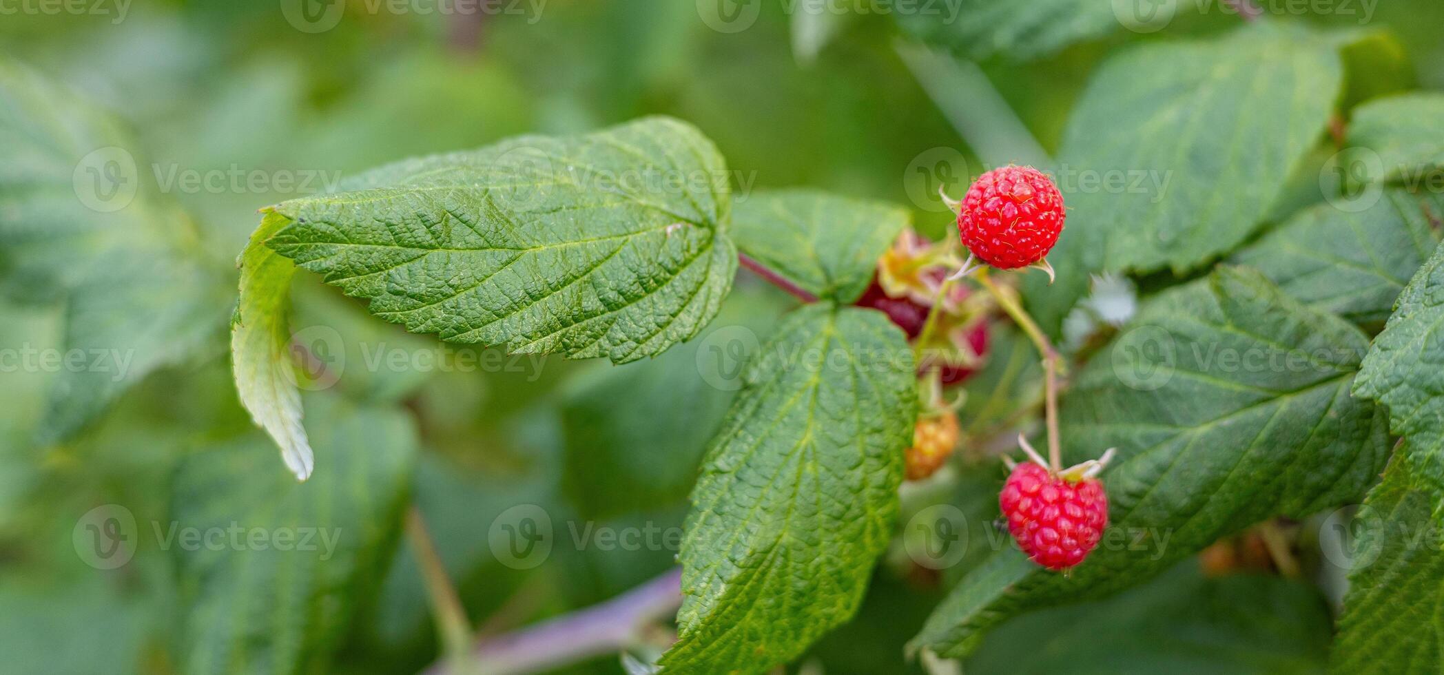 Close-up of a raspberry plant with ripe and unripe berries. Raspberries begin to redden as they ripen on a branch. The background is blurred. photo