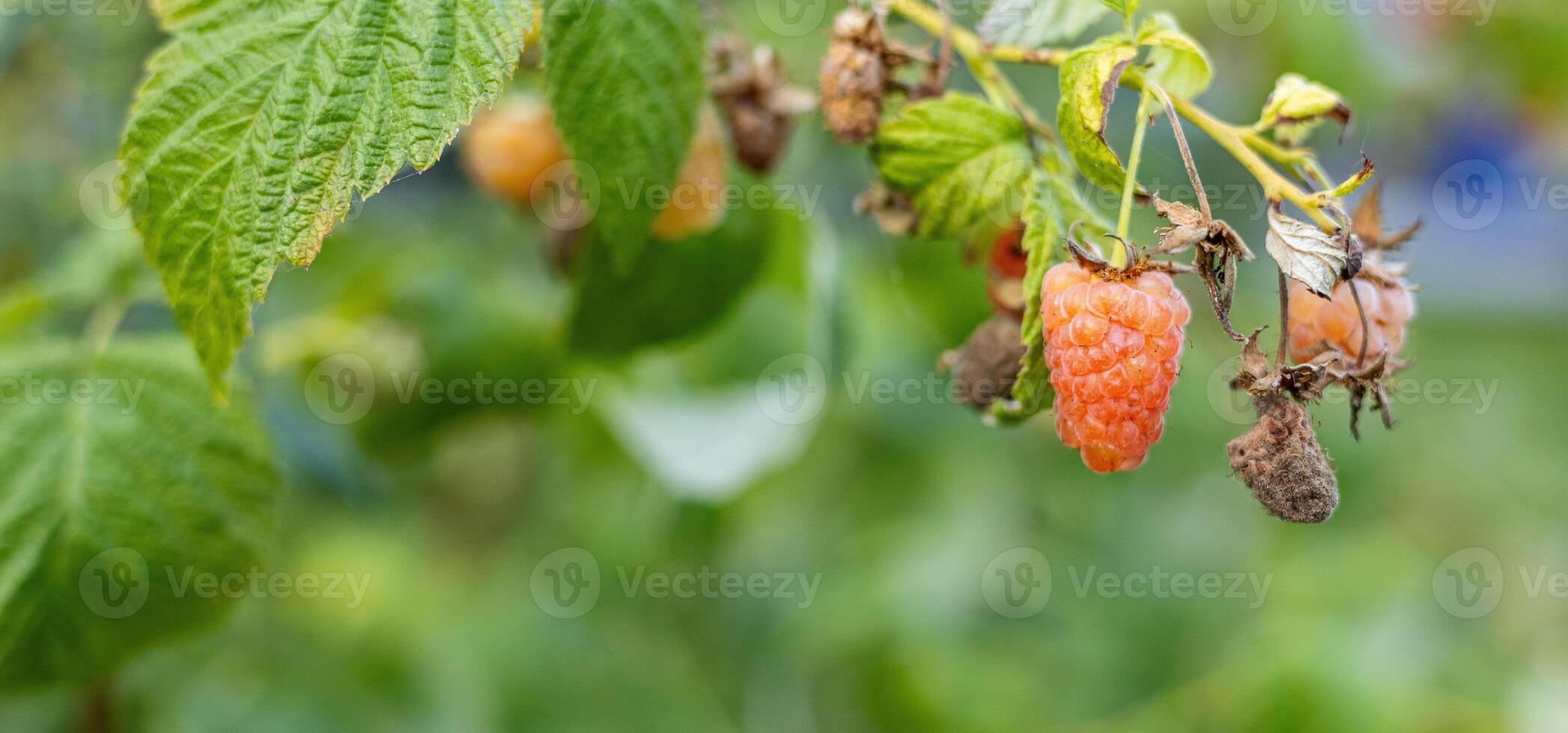 Close-up of a raspberry plant with ripe and unripe berries. Raspberries begin to redden as they ripen on a branch. The background is blurred. photo
