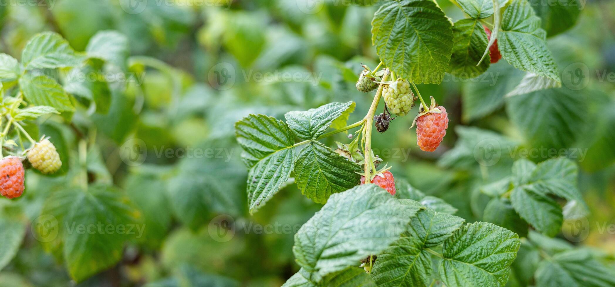 Close-up of a raspberry plant with ripe and unripe berries. Raspberries begin to redden as they ripen on a branch. The background is blurred. photo