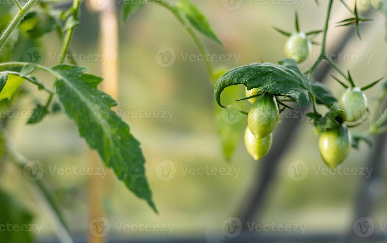 Best Heirloom Roma Tomato Varieties. Red ripe tomatoes fruits grow in garden. Natural Cherry plum Tomatoes and green leaves on plant. photo