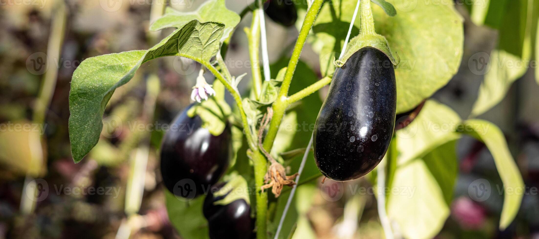 Ripe eggplants hanging from a plant in a greenhouse. The eggplants are dark purple and smooth, and they are growing vertically on a vine, held up by a white string. photo