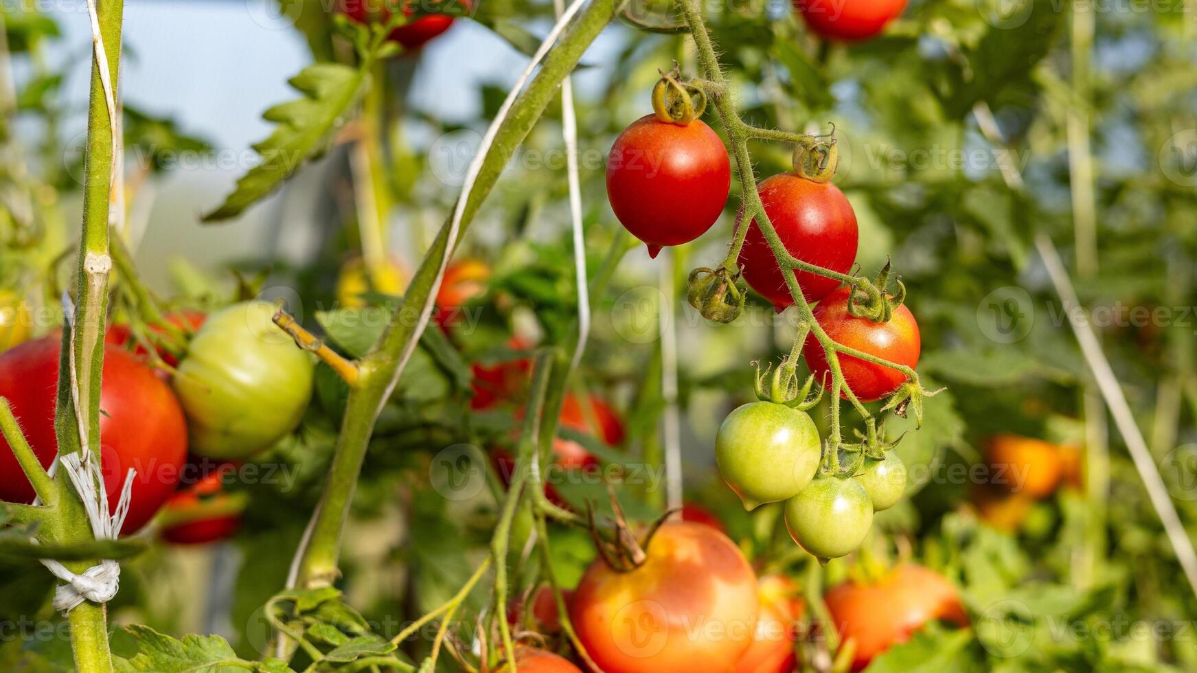 Best Heirloom Roma Tomato Varieties. Red ripe tomatoes fruits grow in garden. Natural Cherry plum Tomatoes and green leaves on plant. photo