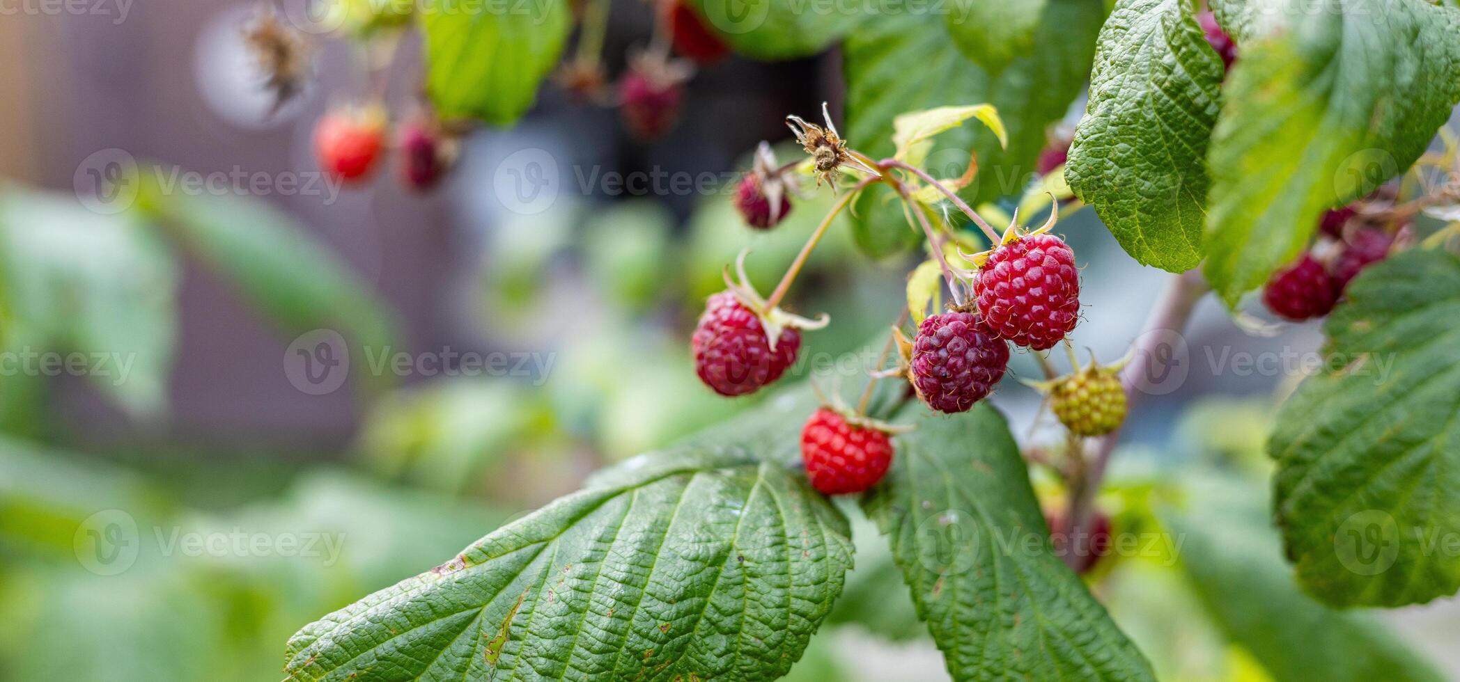 Close-up of a raspberry plant with ripe and unripe berries. Raspberries begin to redden as they ripen on a branch. The background is blurred. photo