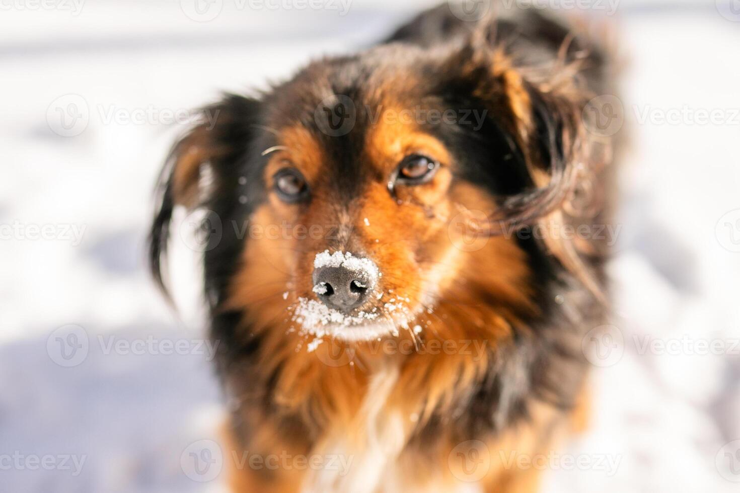 A fluffy black-and-tan stray dog with beautiful fuzzy ears walks down the street in the winter cold photo