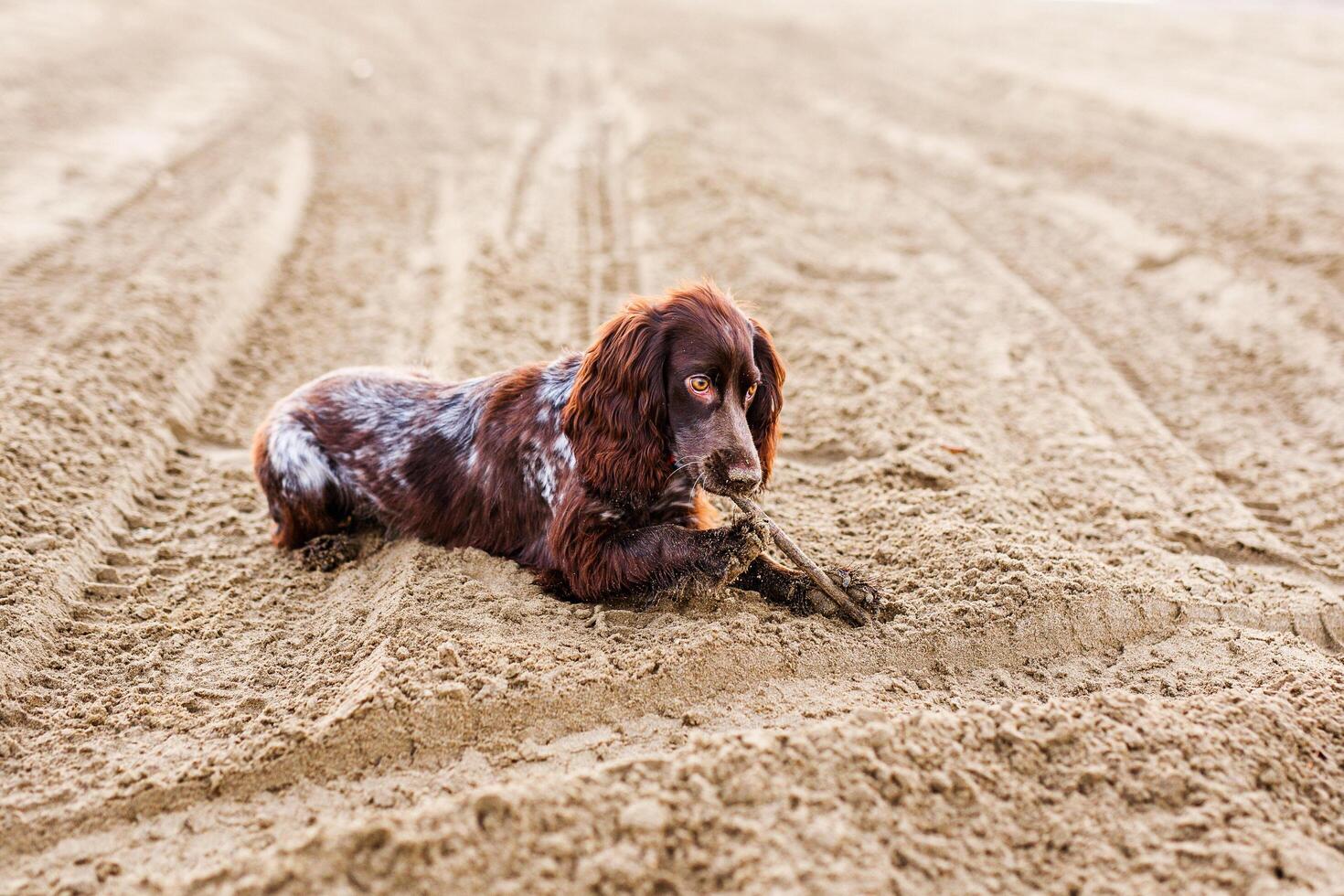 Brown Springer Spaniel Having Fun on Sandbank photo
