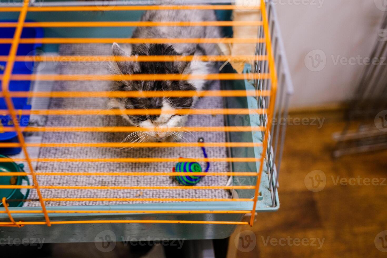 An unhappy homeless cat is sitting in a cage at an animal shelter photo