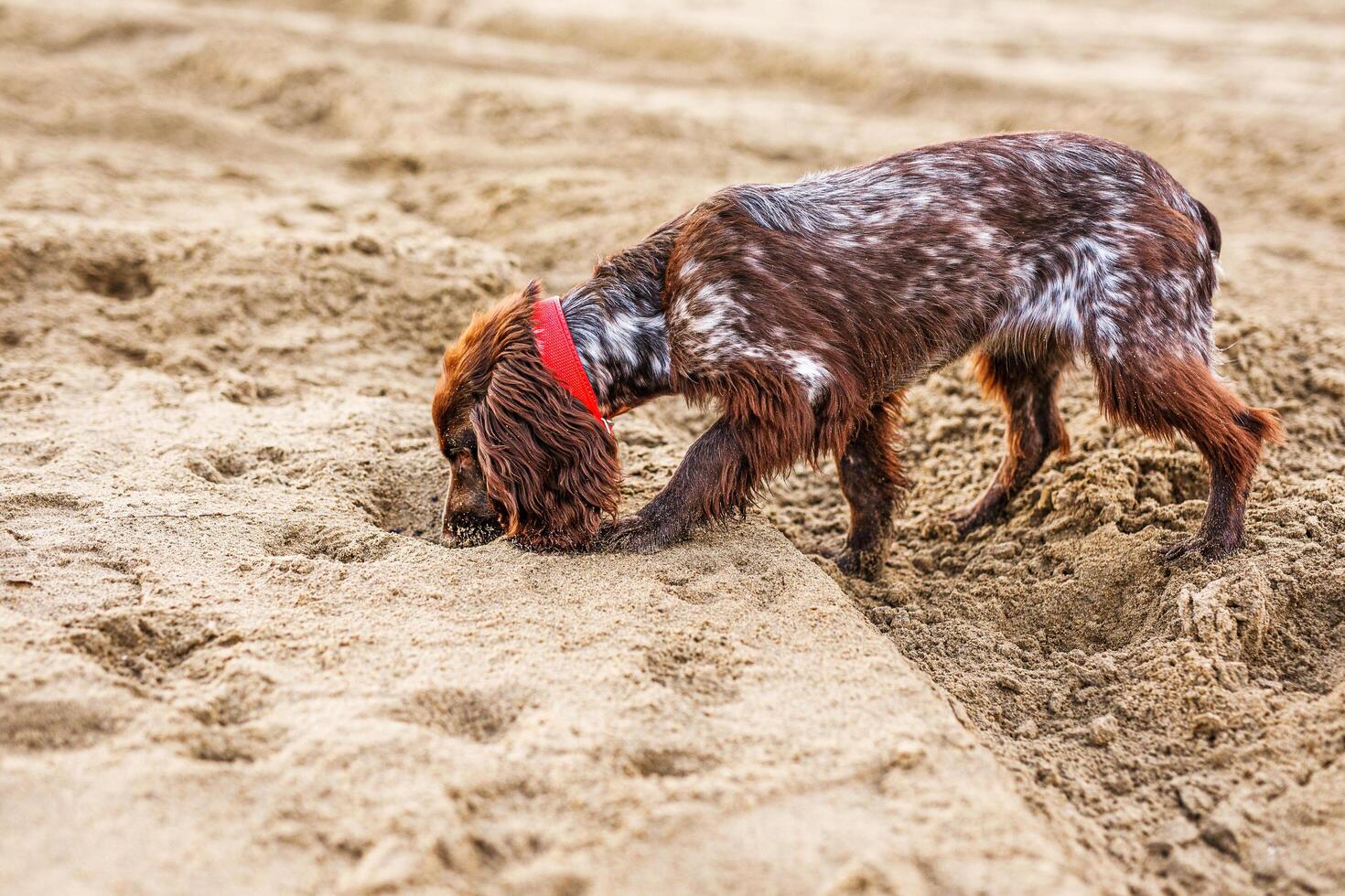 Brown Springer Spaniel Enjoying Playtime on Riverbank photo
