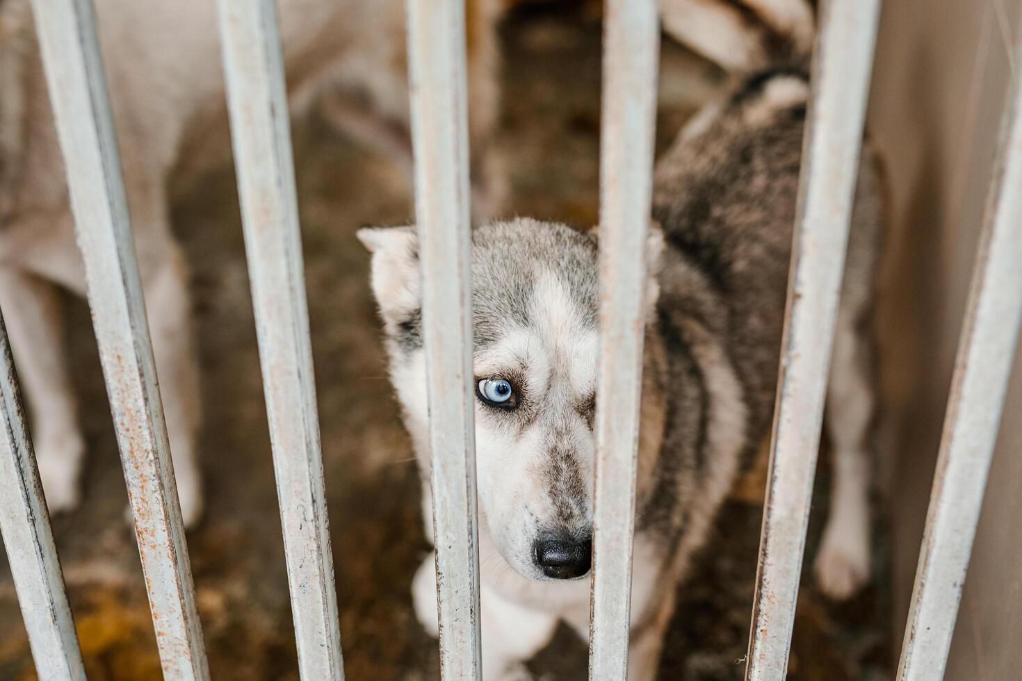 A sorrowful stray dog sits in a grimy cage in the shelter, looking pitiful photo