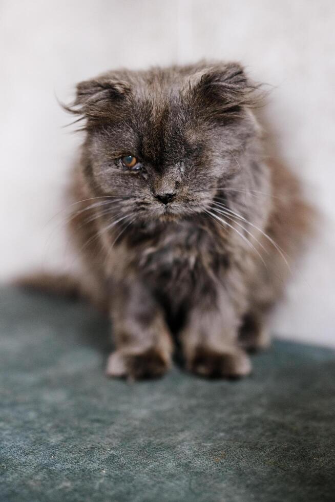 A suffering homeless cat sits in the shelter, looking mournfully and waiting for a family photo