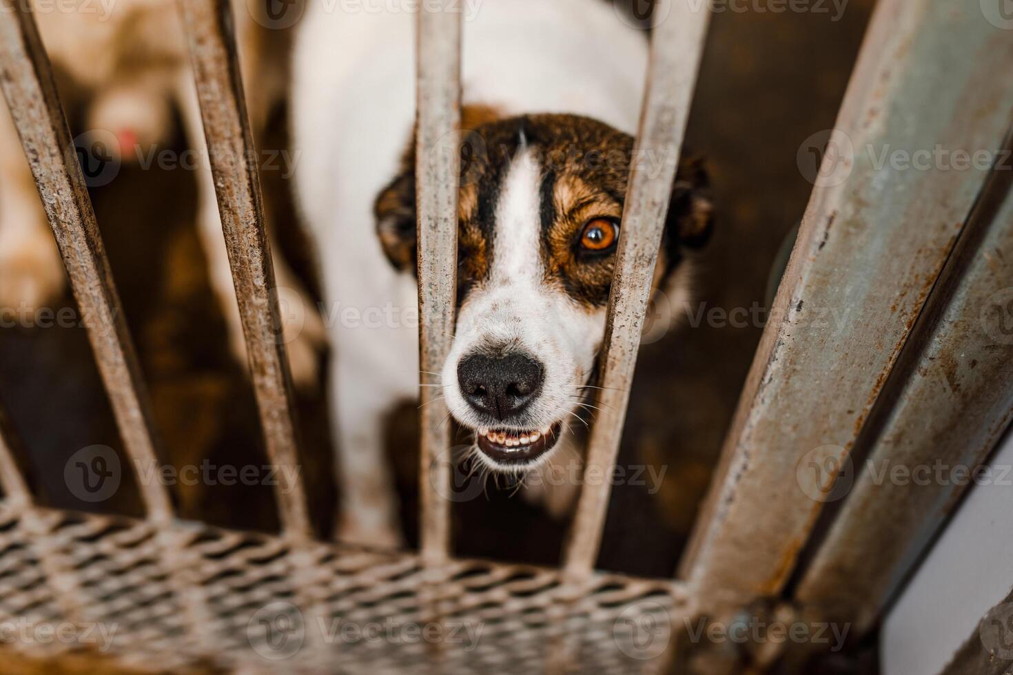 A sorrowful stray dog sits in a grimy cage in the shelter, looking pitiful photo
