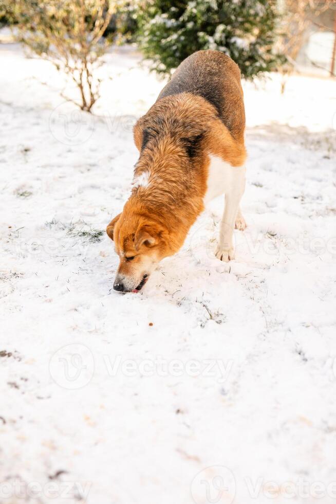 old, homeless dog with a white and orange coat is searching for cover on the frigid streets this winter photo