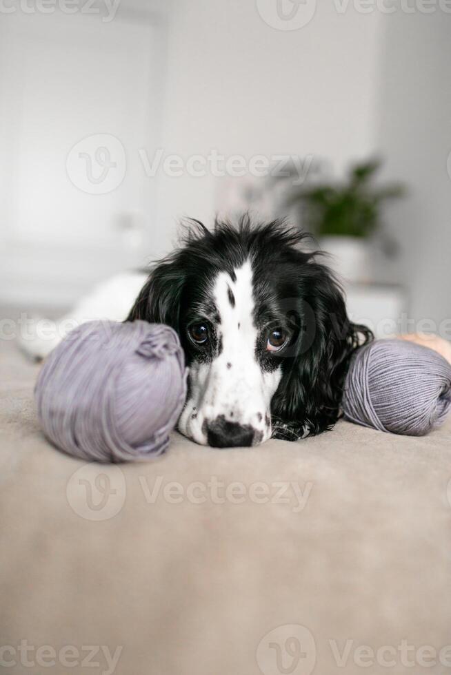 Sweet Spaniel Puppy Enjoys Playtime with Wool Balls on Comfy Bed photo