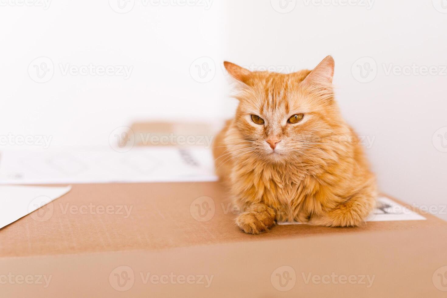 Cute ginger cat in cardboard box on floor at home photo