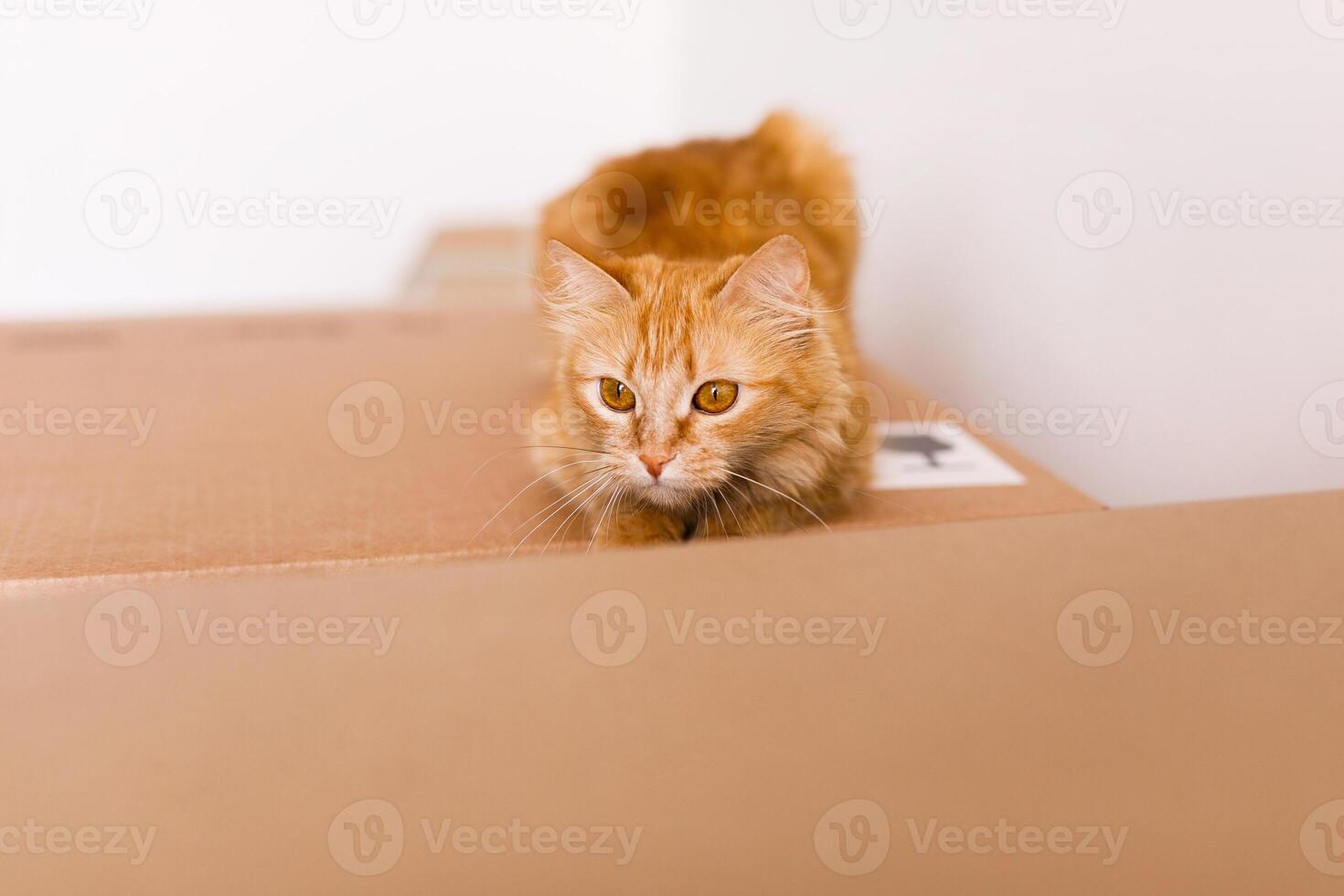 Cute ginger cat in cardboard box on floor at home photo