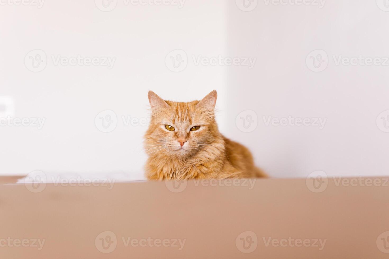 Cute ginger cat in cardboard box on floor at home photo