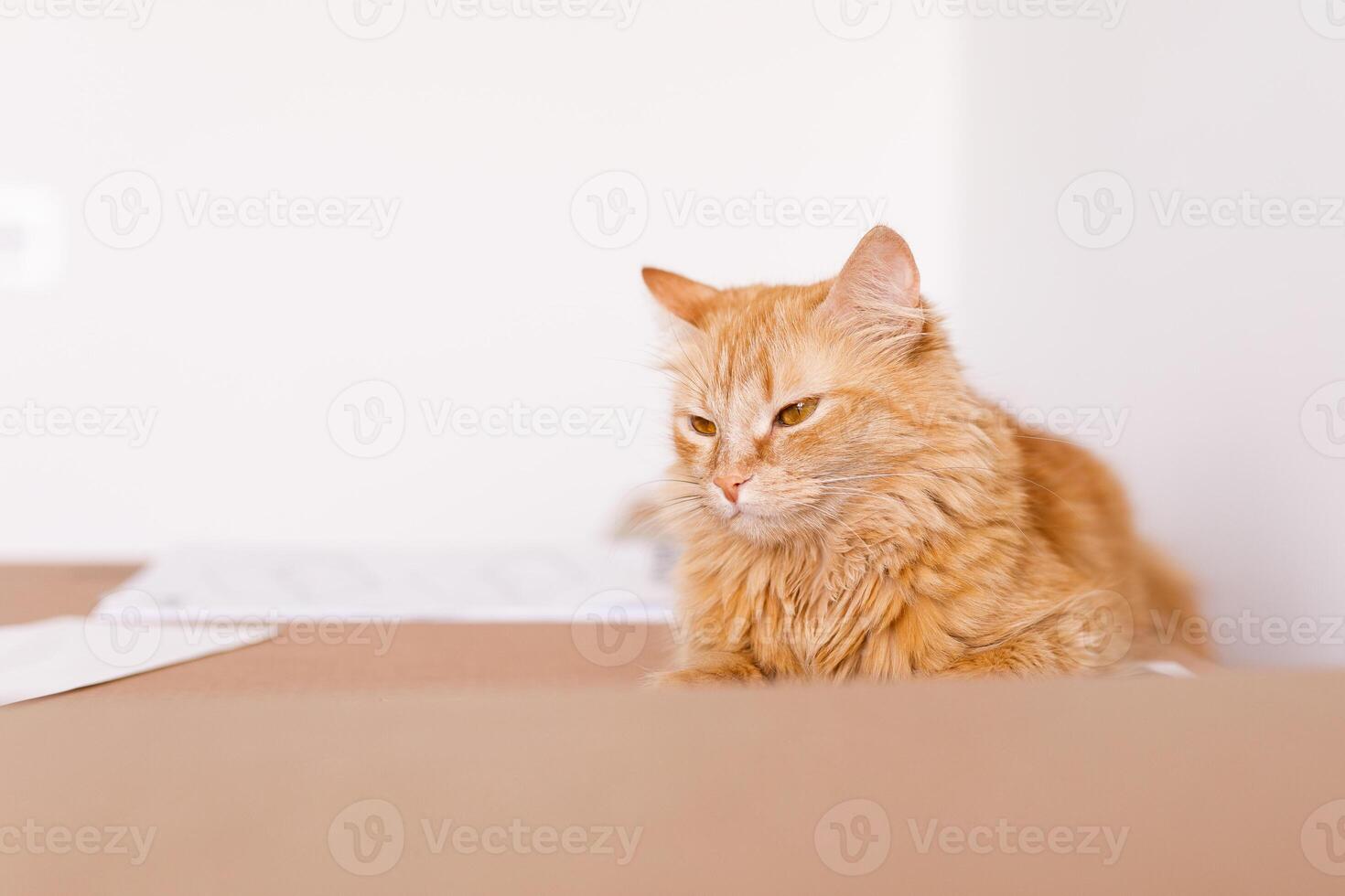 Cute ginger cat in cardboard box on floor at home photo