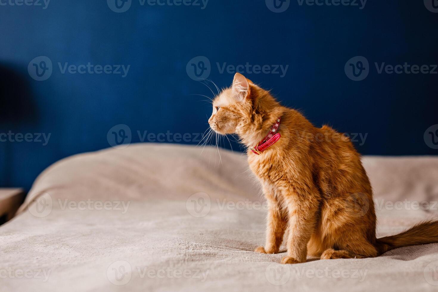 Scared ginger cat with a collar sitting on the couch photo