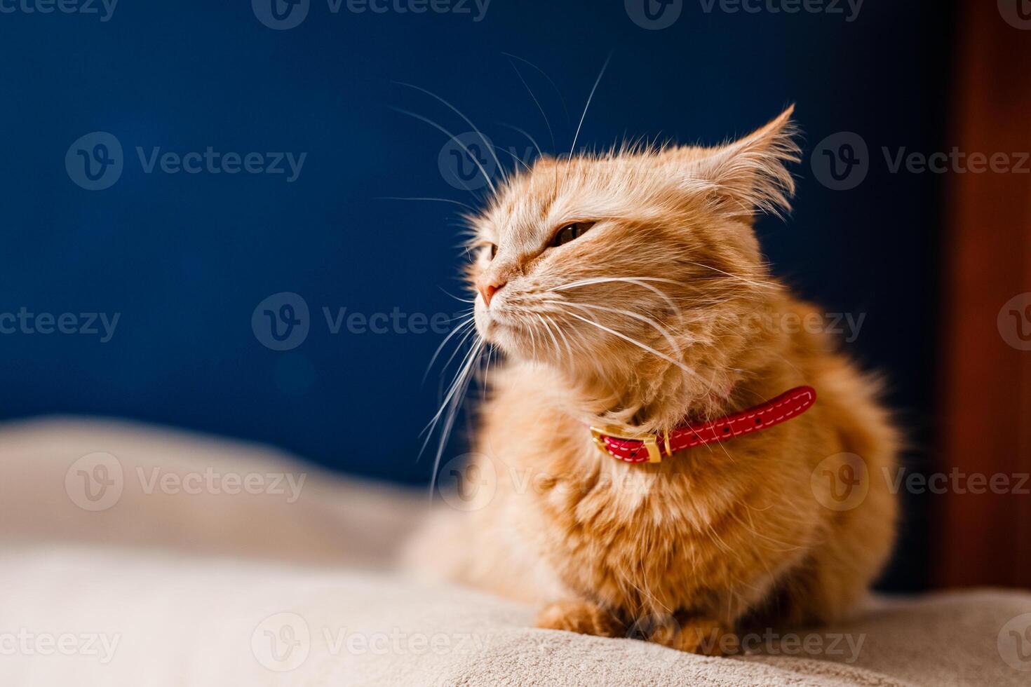 Scared ginger cat with a collar sitting on the couch photo