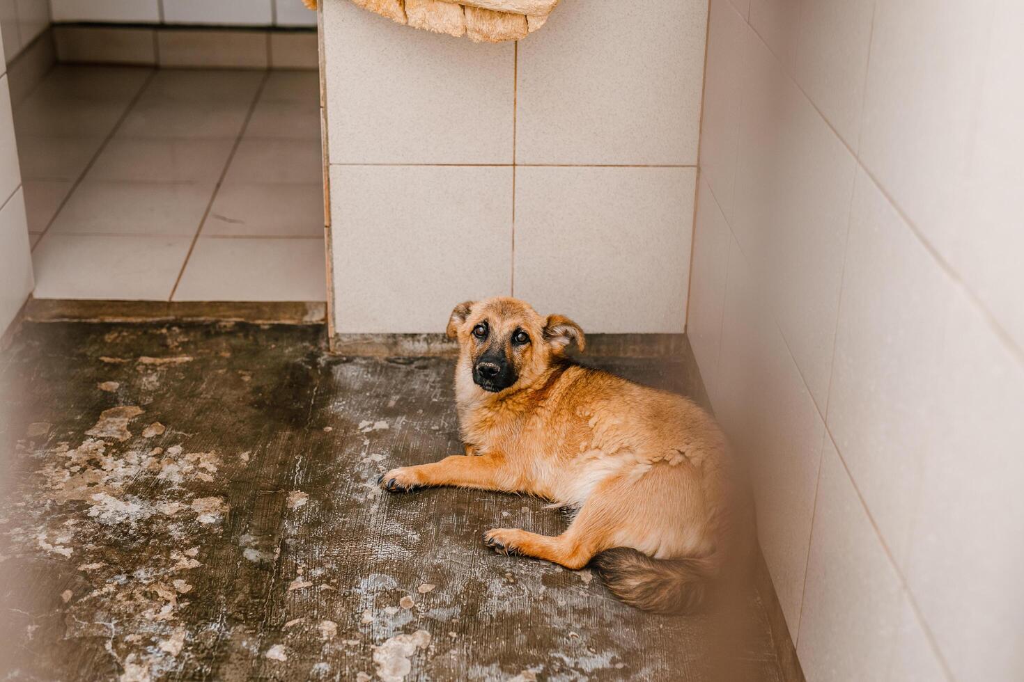 An unfortunate homeless dog stays in a dirty crate at the shelter, watching sadly photo