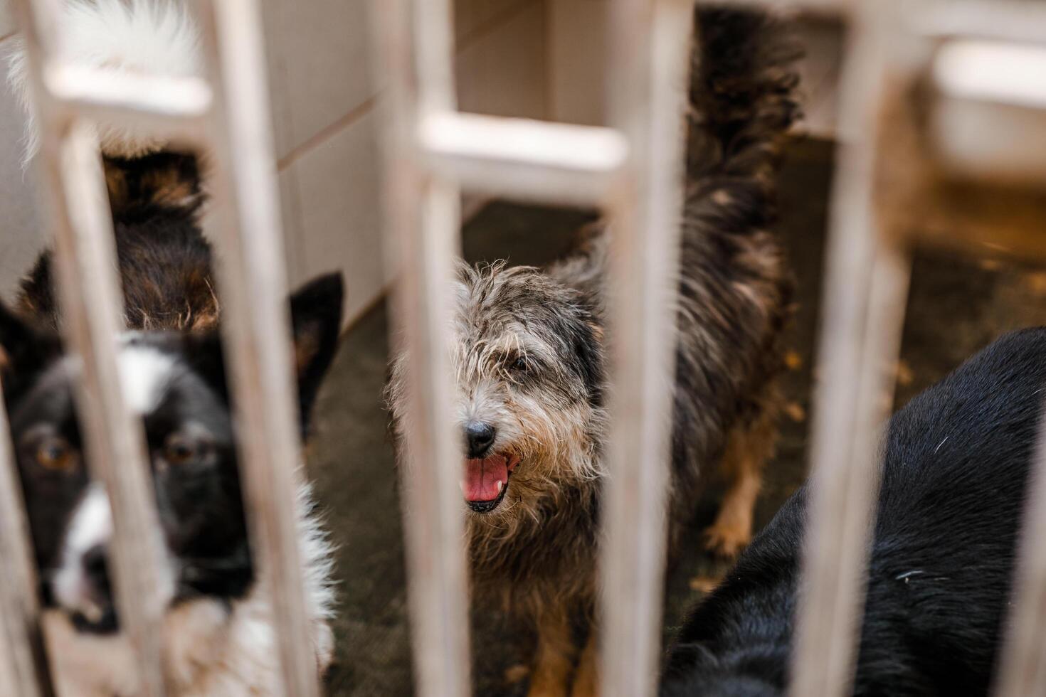 A sorrowful stray dog sits in a grimy cage in the shelter, looking pitiful photo