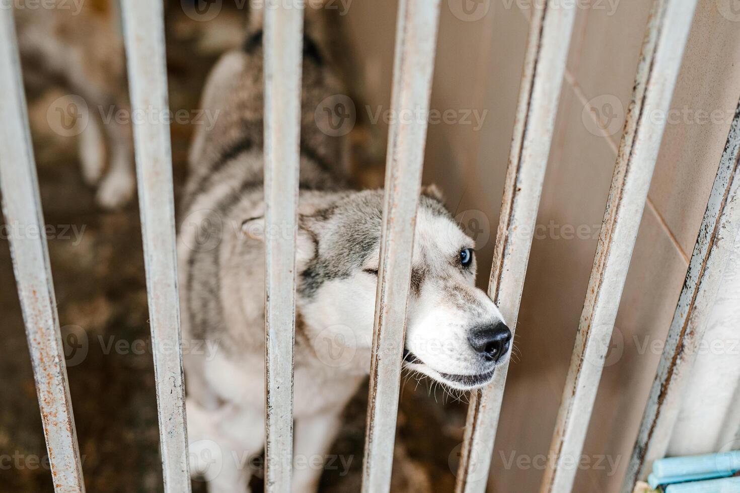A miserable stray dog is sitting in a soiled cage at the shelter, staring sadly photo