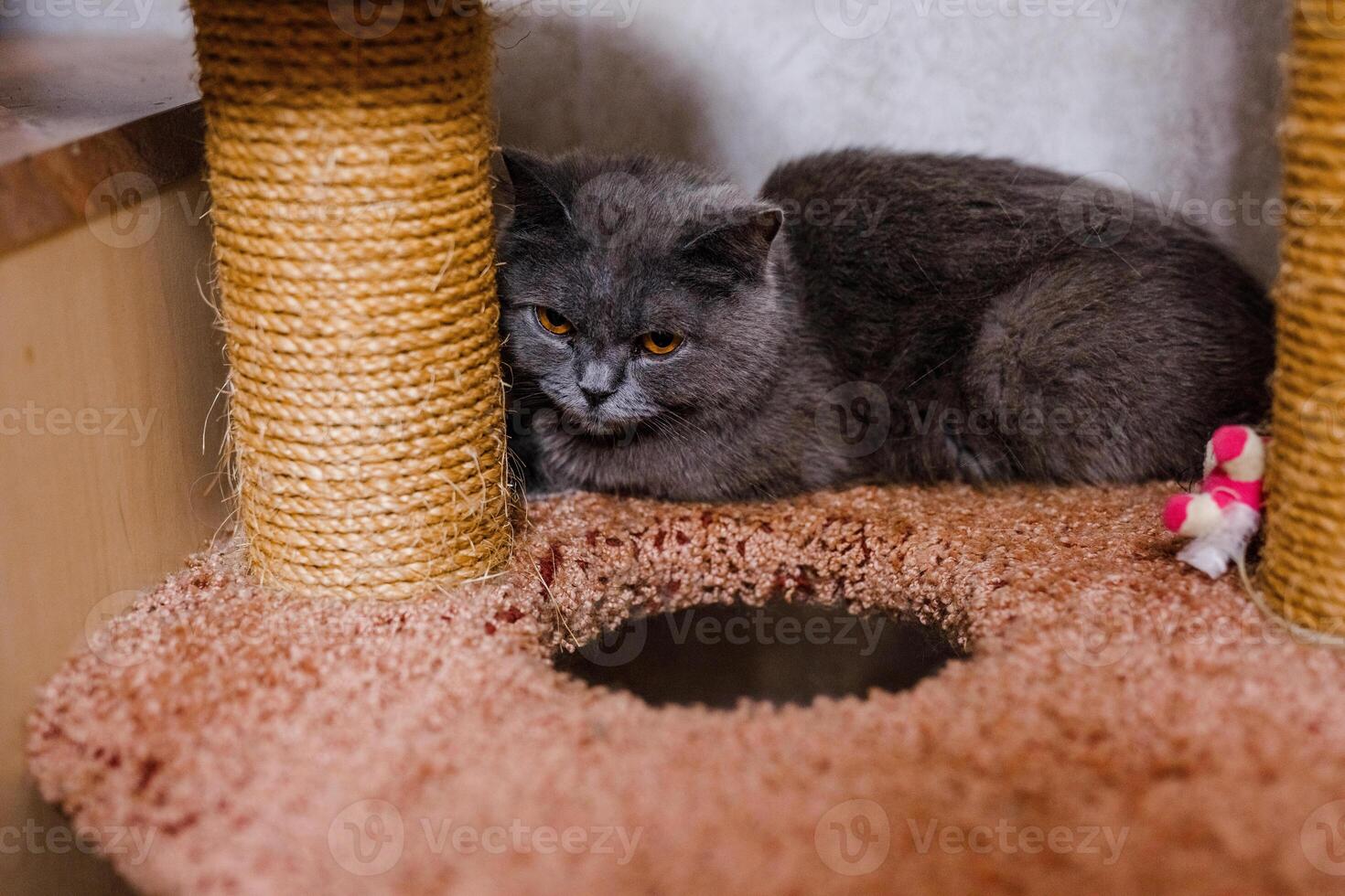 An unhappy ill cat sits in the shelter, looking pitiful and longing for a home photo