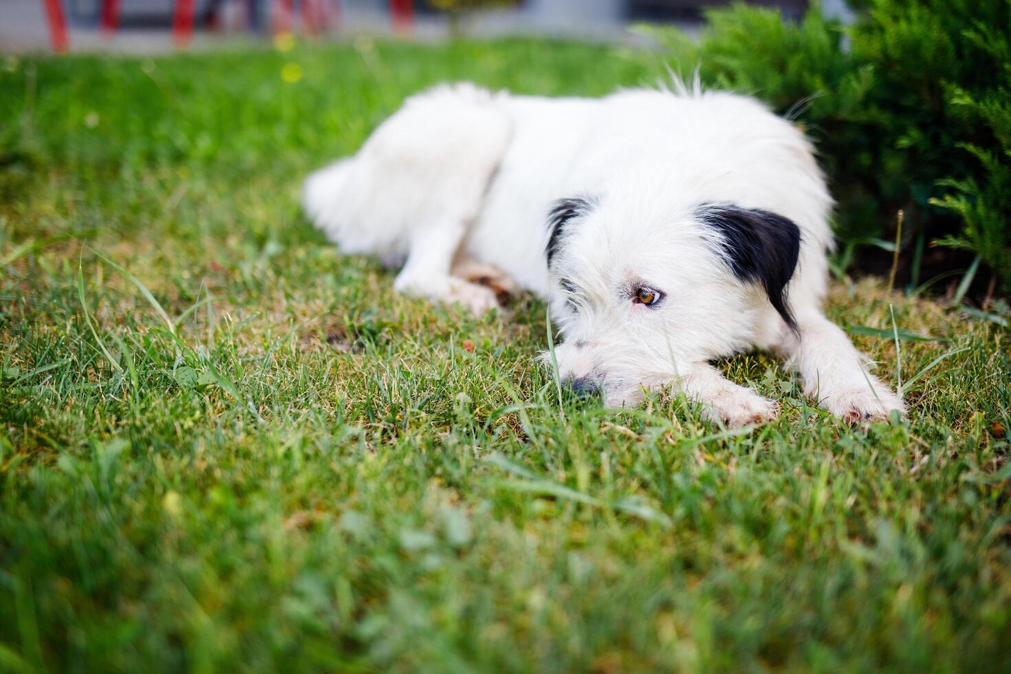 A fluffy young white dog with black markings is resting on a vibrant green lawn during the summer photo