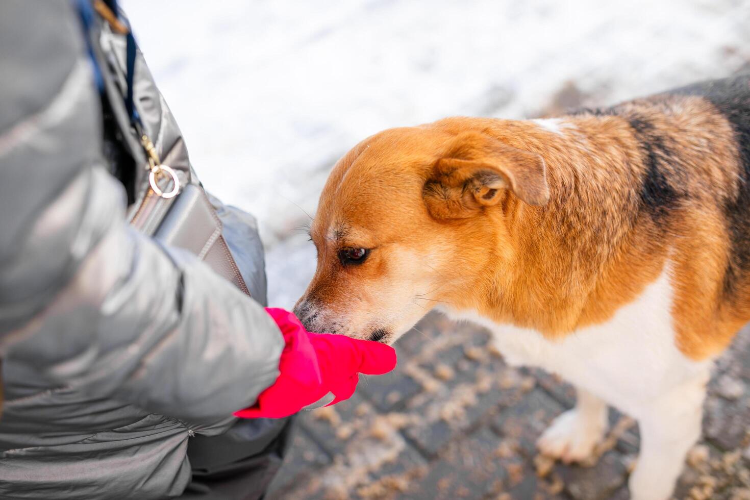 A miserable stray dog in the bitter winter cold is looking for love and attention from a kind person on the street photo