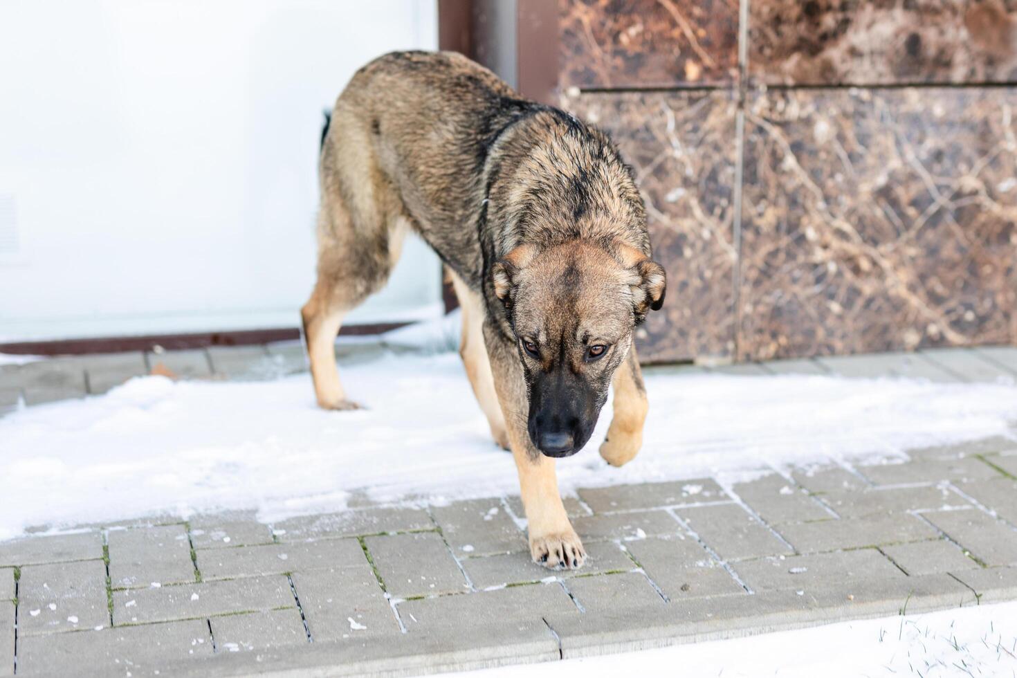 A homeless young gray dog is suffering from hunger in the icy streets during the cold winter photo
