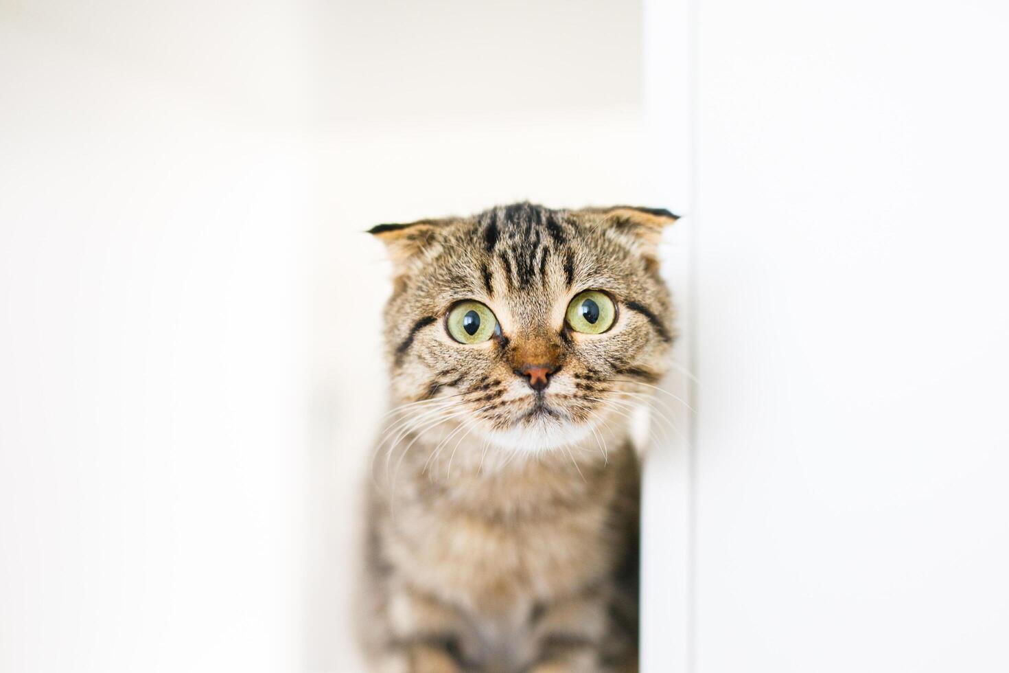 A Scottish lop-eared kitten sits on large white rack, looking out for something with predatory eyes photo