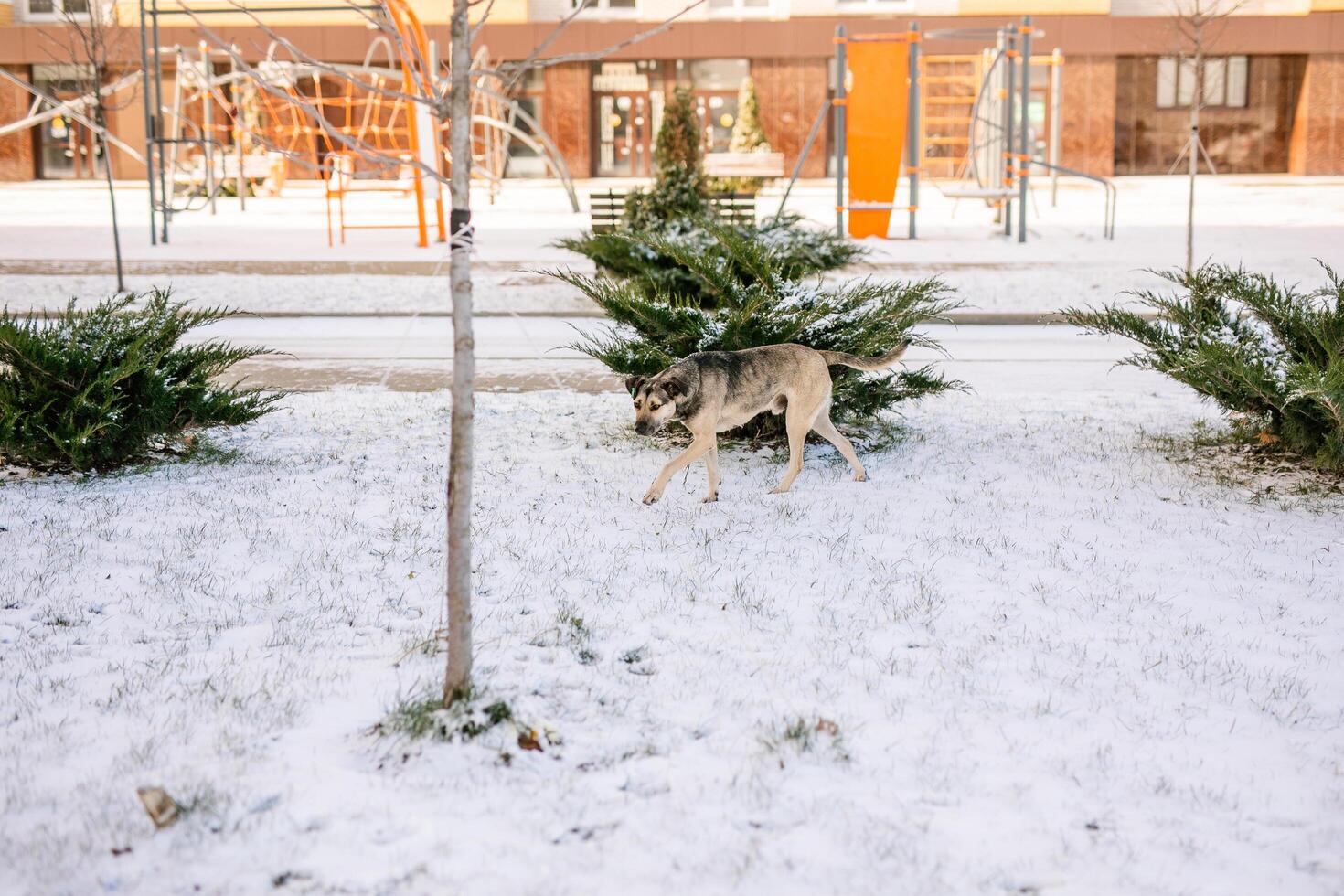 A homeless young gray dog is suffering from hunger in the icy streets during the cold winter photo