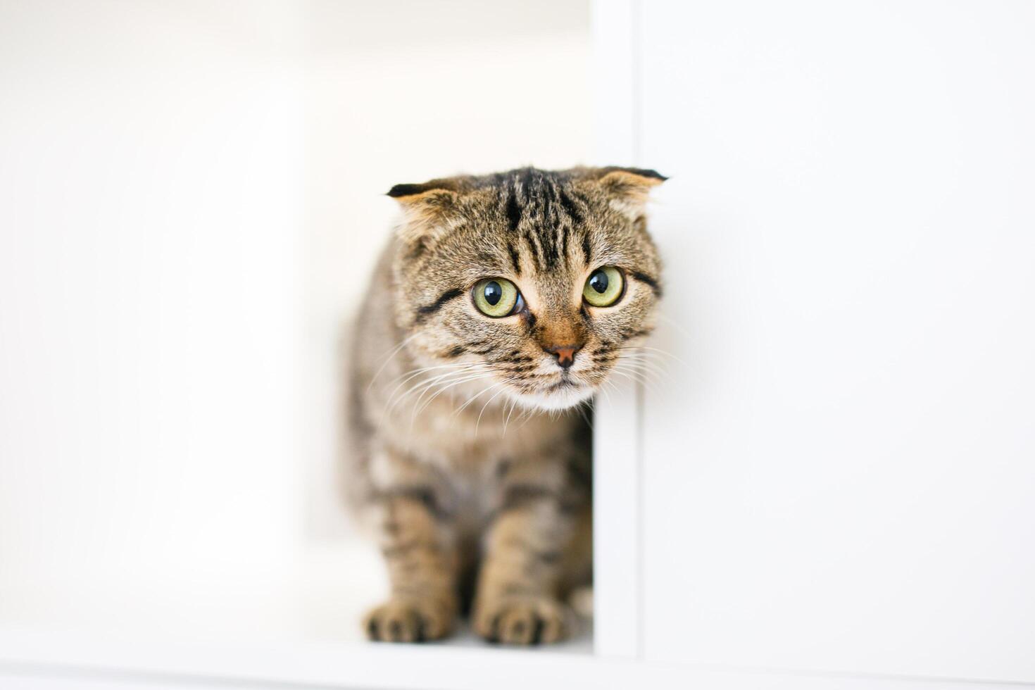 A Scottish lop-eared kitten sits on large white rack, looking out for something with predatory eyes photo
