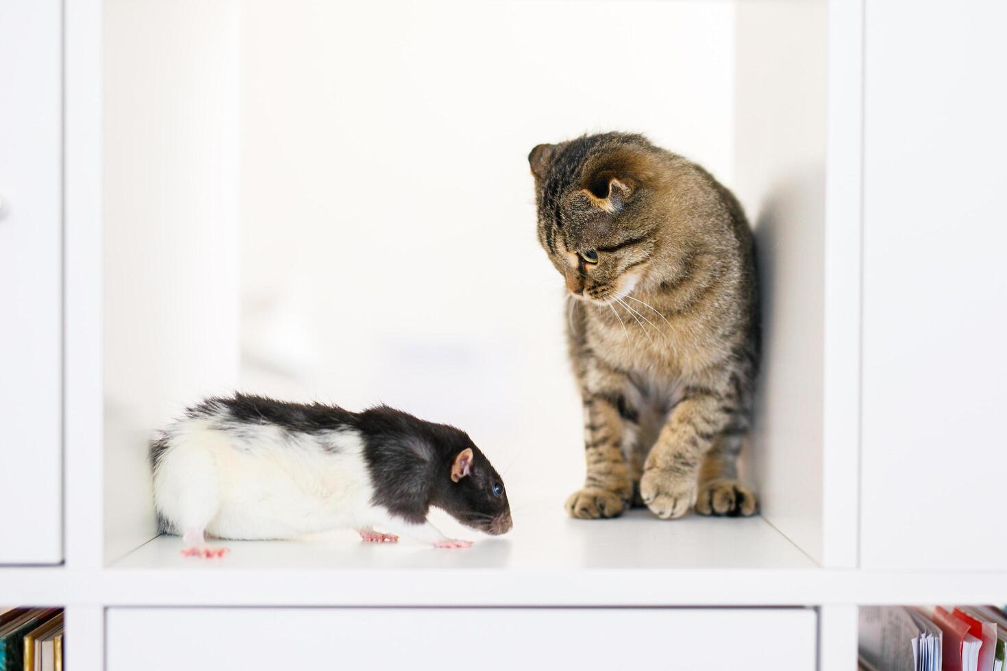 A Scottish lop-eared kitten sits on a large white rack with rat , looking out for something photo