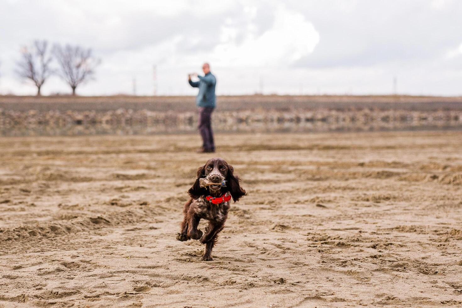 Happy Brown Springer Spaniel Playing by the River, running with funny ears photo