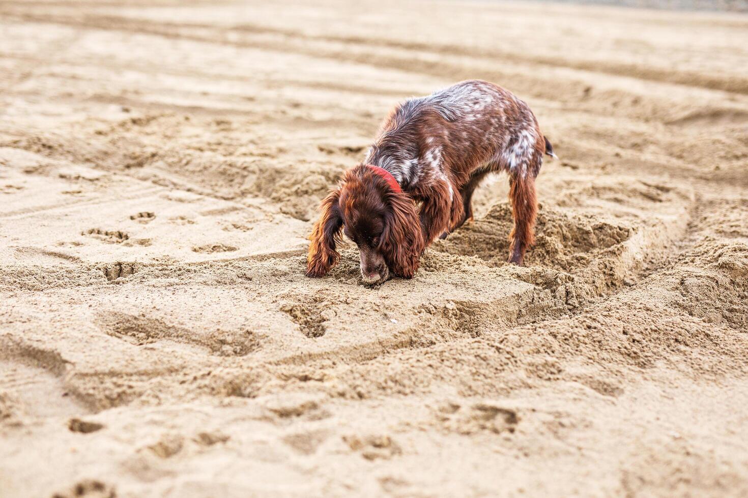 Energetic Brown Springer Spaniel Frolicking on Sandy Shore photo