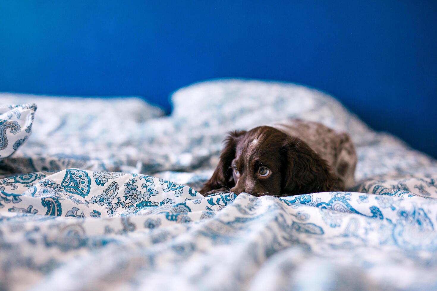 Cute russian springer spaniel on bed indoors. photo