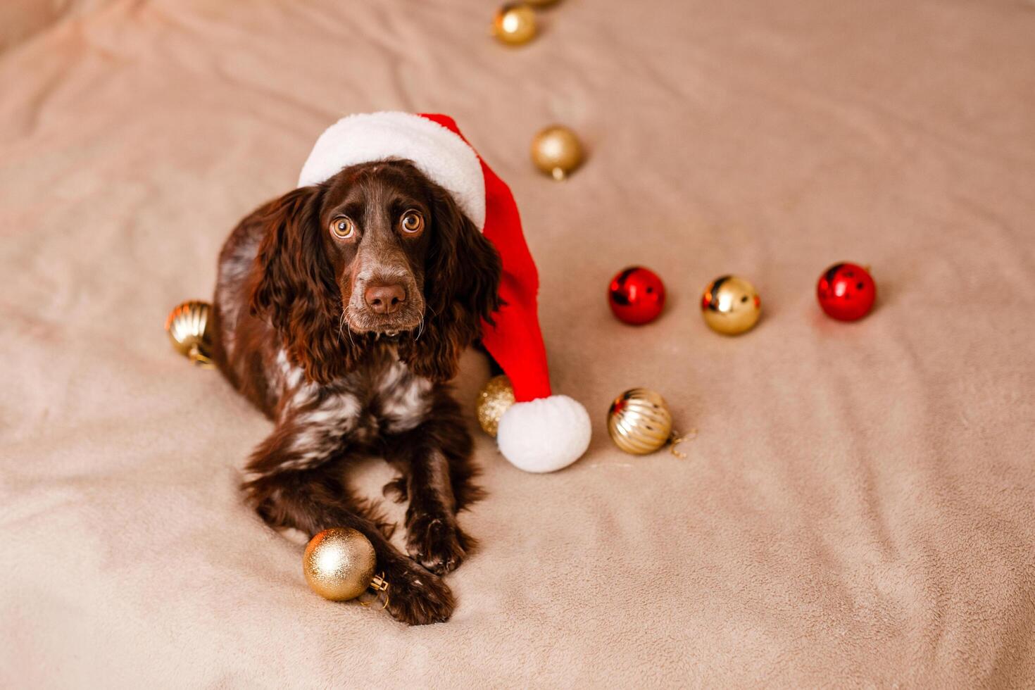Russian spaniel in a red Santa Claus hat plays with Christmas toys, gold balls and jumps on the bed. Dog holds gold balloon in his mouth photo