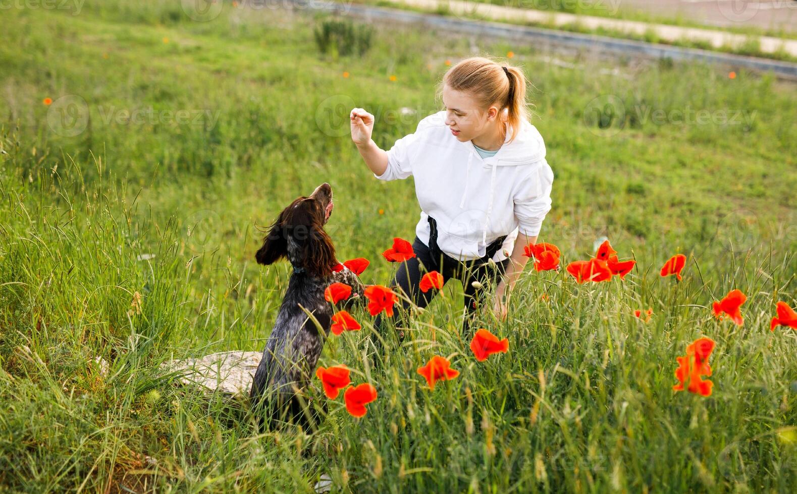 Russian brown spaniel sits in the green grass in a poppy field and trains with his owner photo