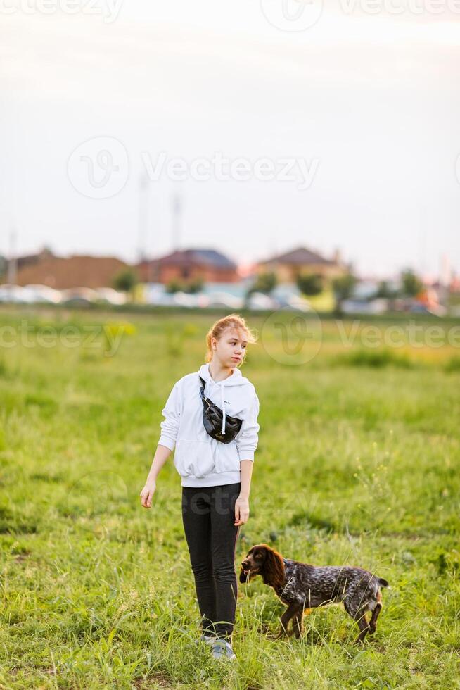 Russian brown spaniel sits in the green grass in a poppy field and trains with his owner photo