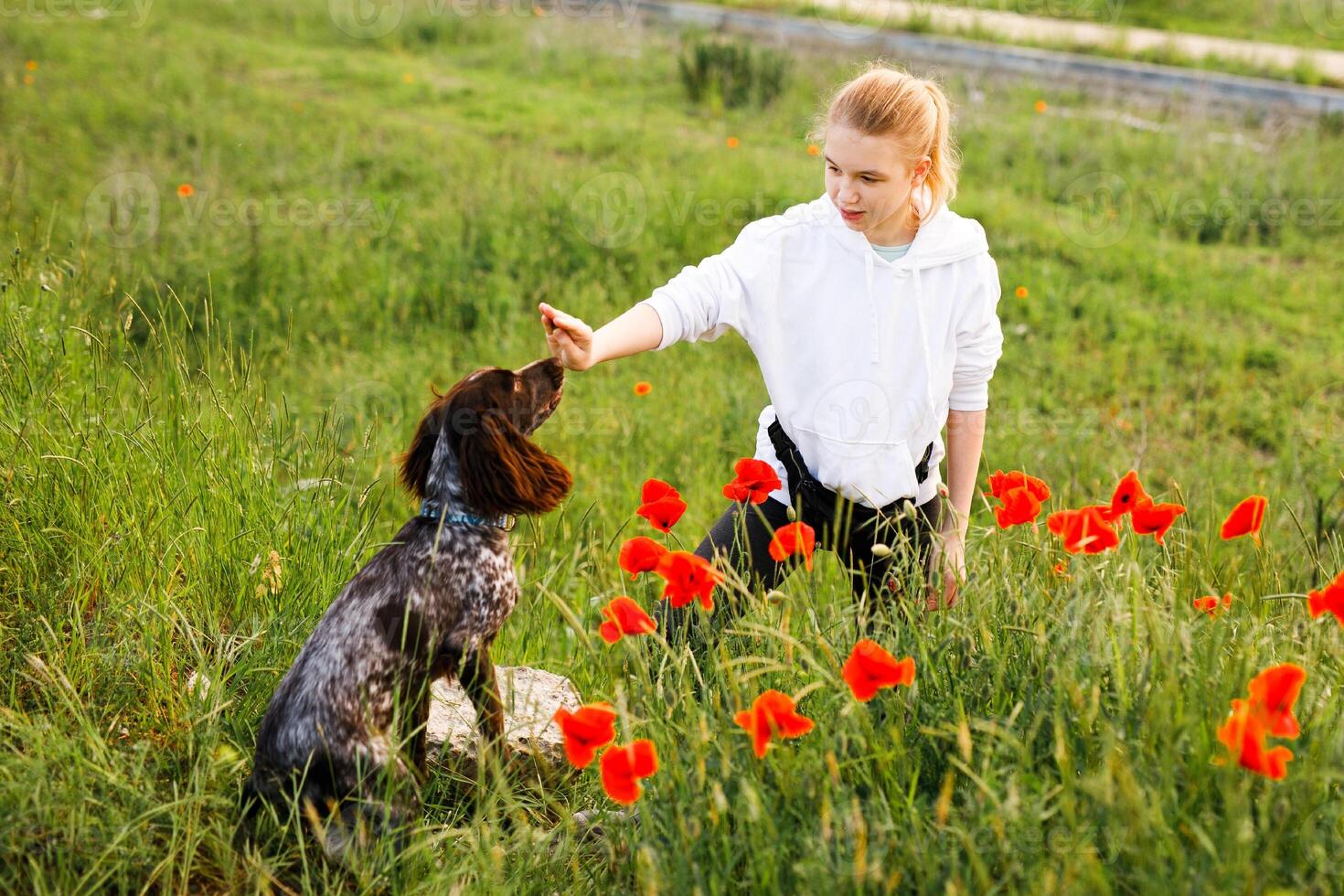 Russian brown spaniel sits in the green grass in a poppy field and trains with his owner photo