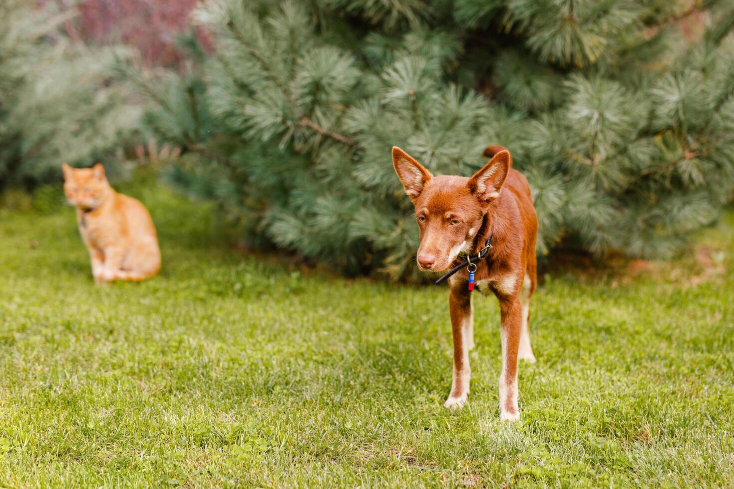 Australian Kelpie puppy lying outside on green lawn, playing with cats and having fun photo