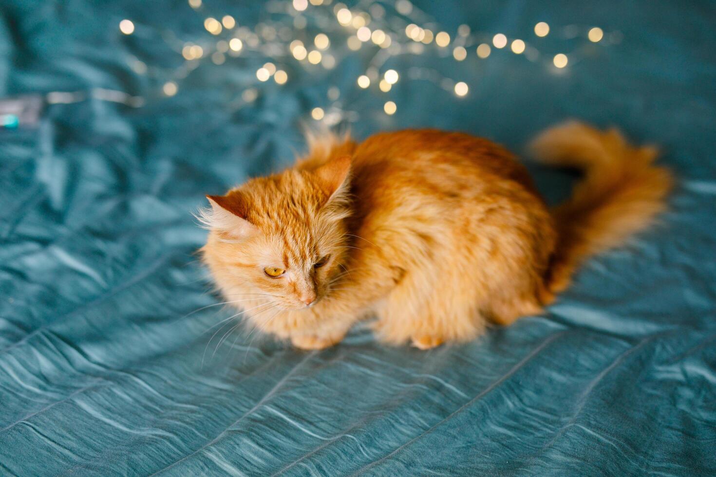 Ginger cute fluffy cat lies on the bed with a birch-colored sheet and a soft, cozy blanket with New Year garland on the background photo