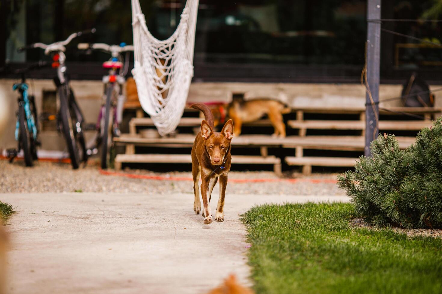 Australian Kelpie puppy lying outside on green lawn, playing with cats and having fun photo