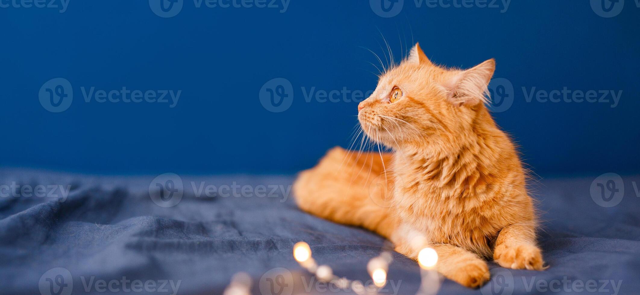 Cute ginger cat lying in bed. Fluffy pet comfortably settled to sleep. Cozy home background with funny pet photo