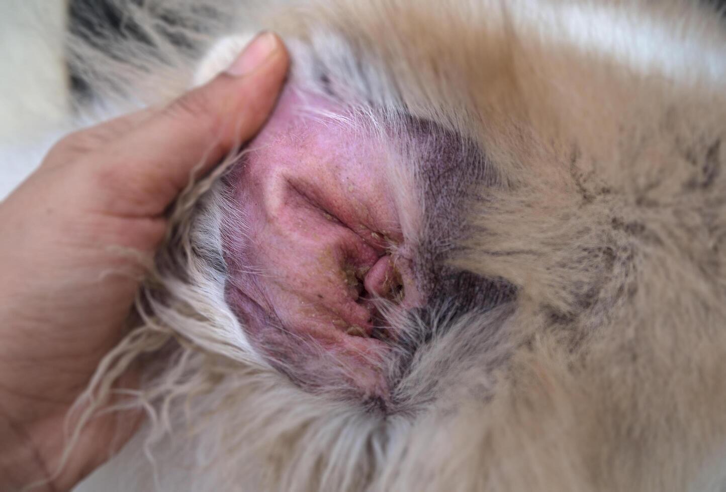 Dog ear problem from disease photo