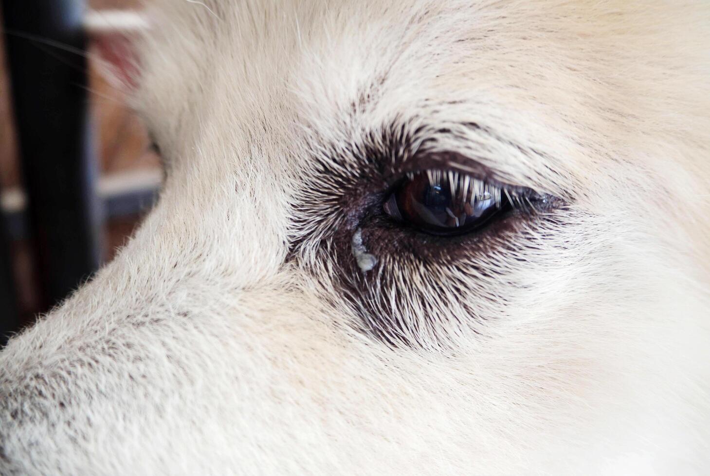 sweet dog eye photo