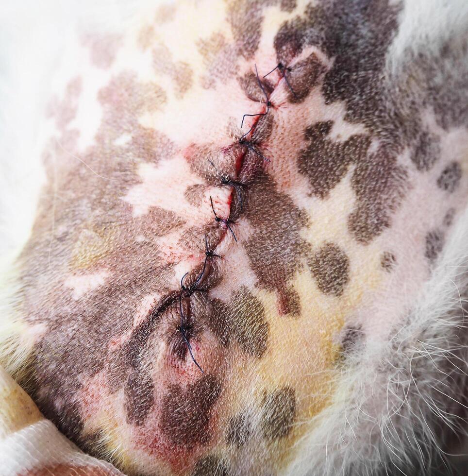 dog wound after surgery photo