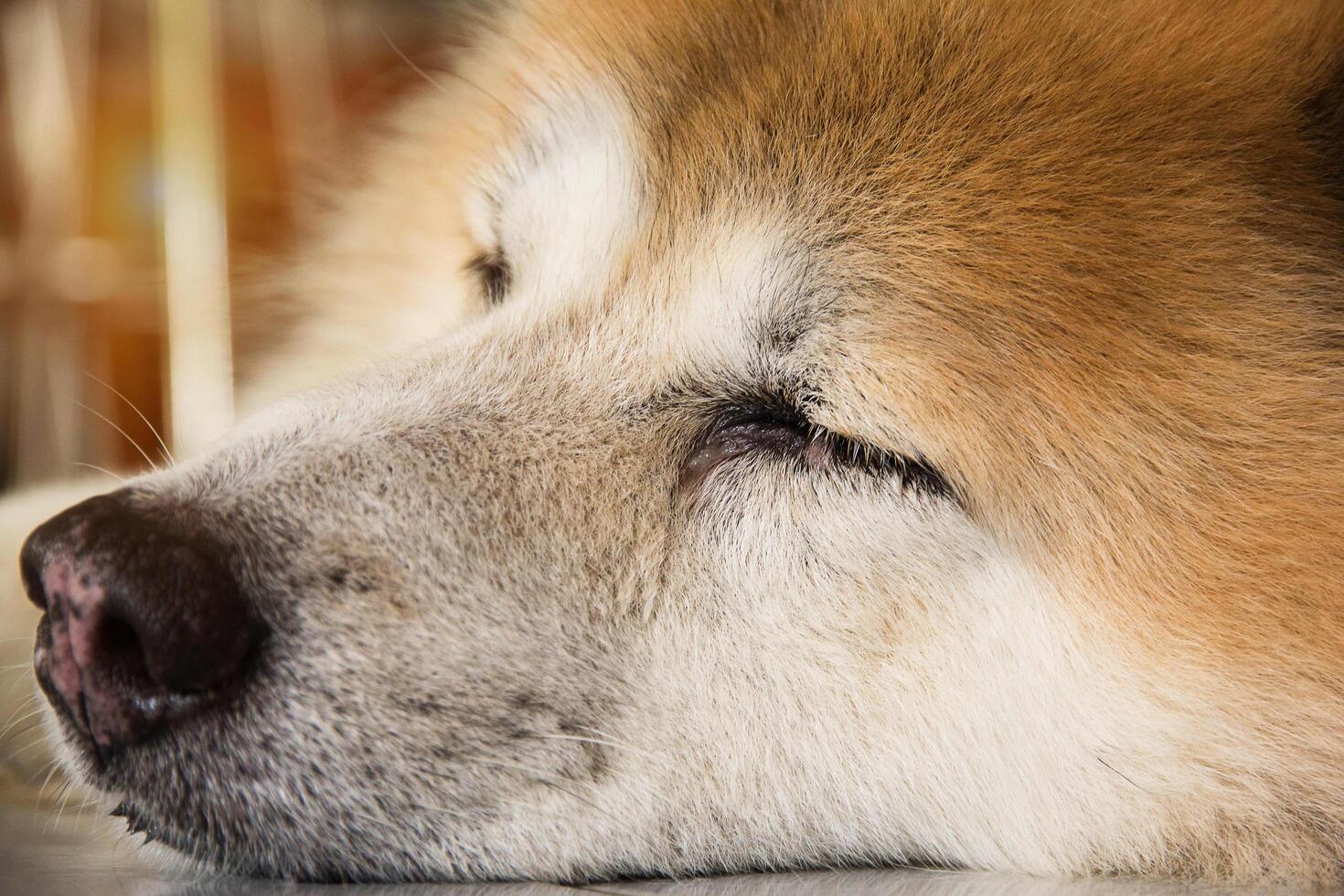 Dog face sleeping photo